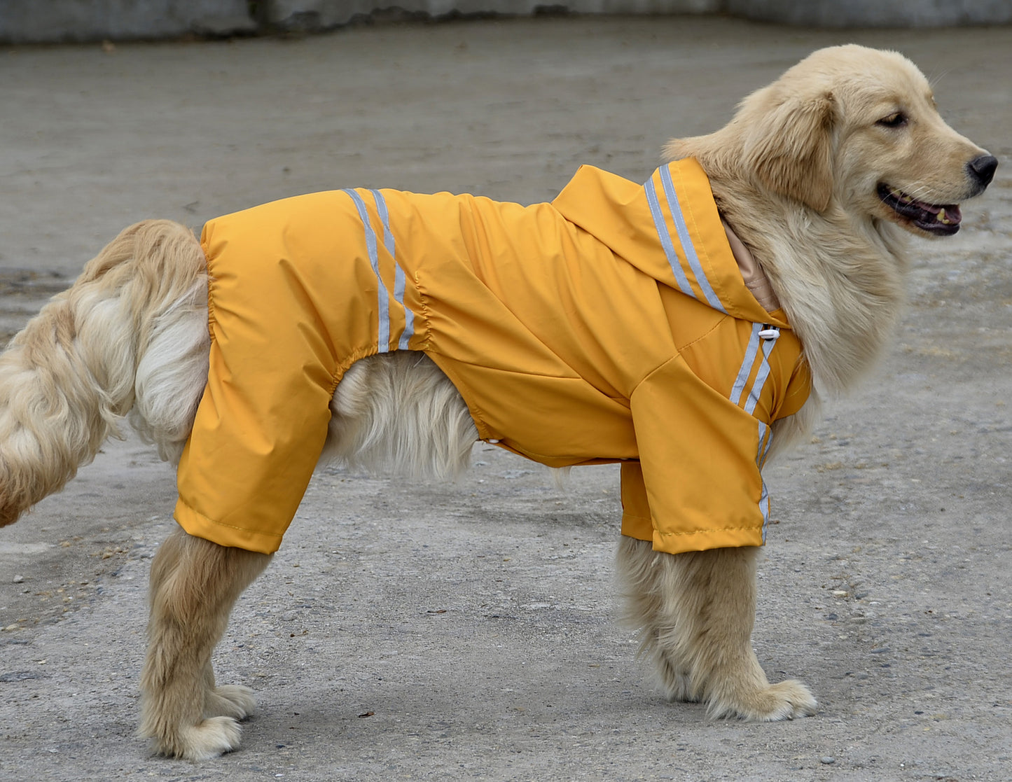 Vêtement  pour Chiens